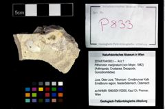 Foto (Objekt + Etikett) von Pithonoton marginatum (von Meyer, 1842)  (NHMW-GEO-2014-0194-0833)